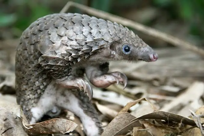 Le pangolin de Cogolin