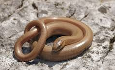 Papillons et catastrophes